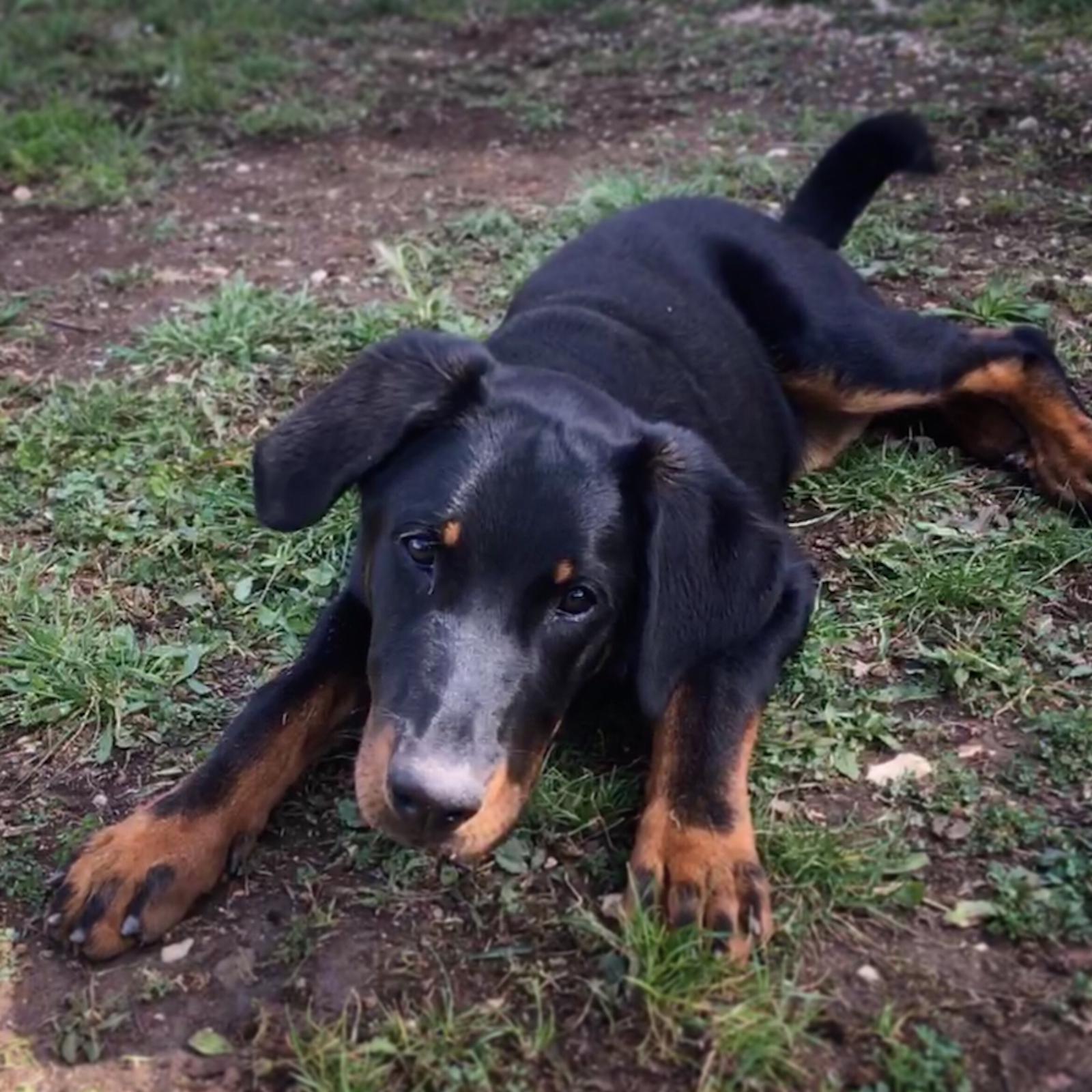  domainedelalicorne.fr photo chien beauceron photo chiot beauceron Elevage de beauceron chiot beauceron pure race élevage du clos de la licorne elevage des gardiens de la licorne elevage beauceron noir et feu authentique gros gabarits élevage de Beauceron familial sérieux et qualité domainedelalicorne.fr suivi des chiots conseil d’éducation chiot propre bas rouge santé caractère spécialiste du beauceron noir et feu ou arlequin chien rustique berger de France  nos chiots sont élevés avec amour et attention notre passion au service de la qualité Beauceron de qualité et sportif domaine de la licorne 04380 BARRAS élevage en liberté éleveur berger de beauce élevage de beauceron de travail 06 11 20 51 93 site domainedelalicorne.fr mail domainedelalicorne@gmail.com
